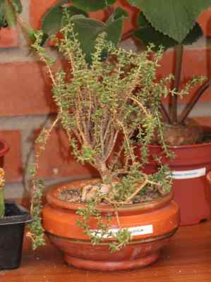 trichodiadema-bulbosum-schwantes-1926