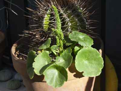 umbilicus-rupestris-salisb-dandy--rib-1948