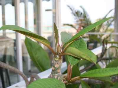 plumeria-alba-l-1753