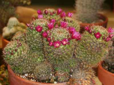 mammillaria-erythrosperma-boedeker-1918