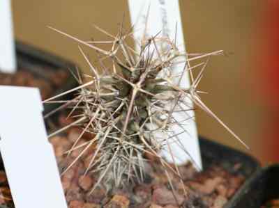 didierea-madagascariensis-baill-1880