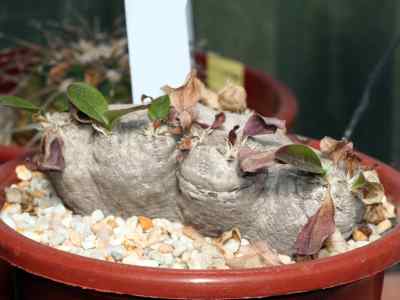 pachypodium-brevicaule-baker1887