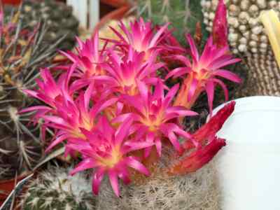 eriosyce-senilis-backeberg-kattermann-1994