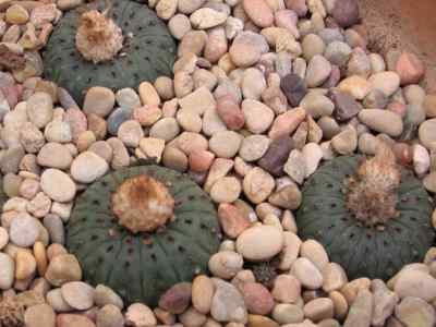 frailea-castanea-backeberg-1935