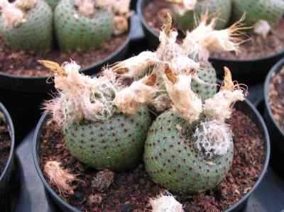 frailea-phaeodisca-spegazzini-y--ito-1957