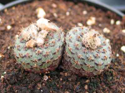 frailea-cataphracta-dams-britton--rose-1922