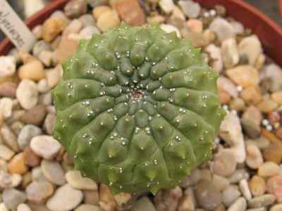 euphorbia-gymnocalycioides-m-gilbert--s-carter1984