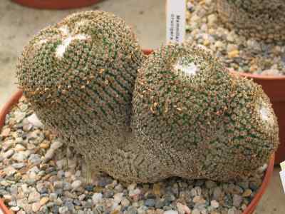 mammillaria-crucigera-martius-1832