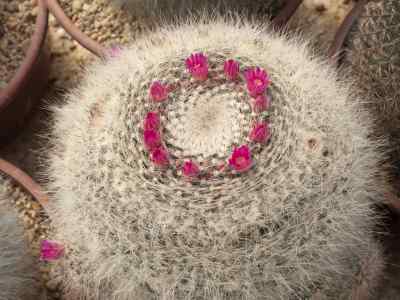 mammillaria-hahniana-wedermann-1929