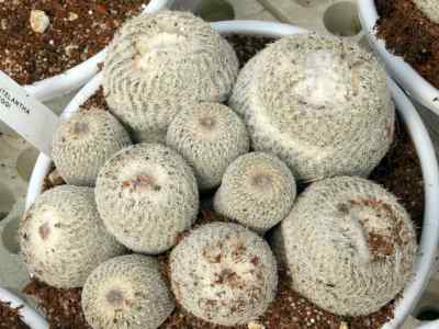 epithelantha-greggii-engelm--orcutt1926-