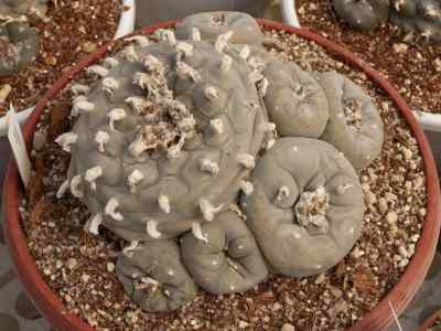 lophophora-diffusa-bravo-1967