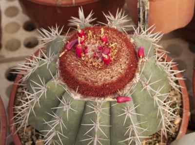 melocactus-acispinosus-buining--brederoo1975-