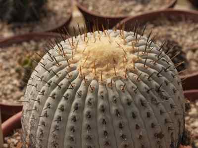 copiapoa-columna-alba-f-ritter1959-
