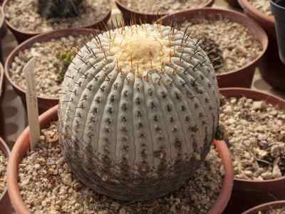 copiapoa-britton--rose-1922