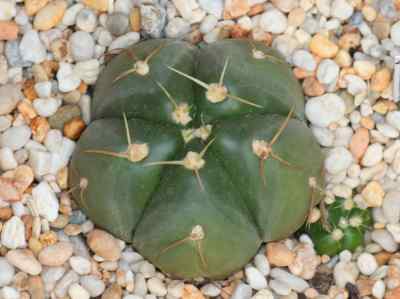 gymnocalycium-horstii-buining-1970