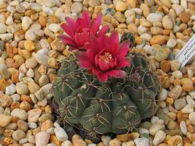 gymnocalycium-baldianum-spegazzini-spegazinii-1925