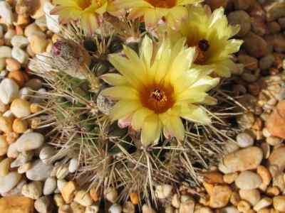 parodia-mammulosa-lemaire-n--p--taylor-1987