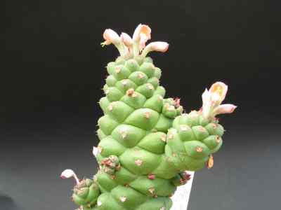 monadenium-ritchei-p-r-o--bally