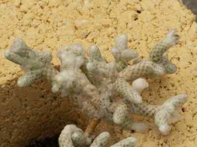 anacampseros-albissima-marloth1912