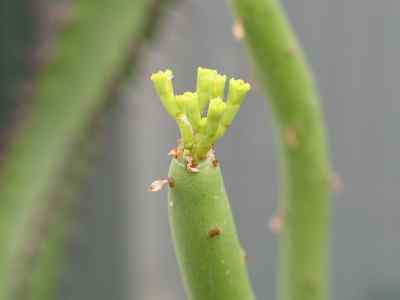 euphorbia-alluaudii-drake1903