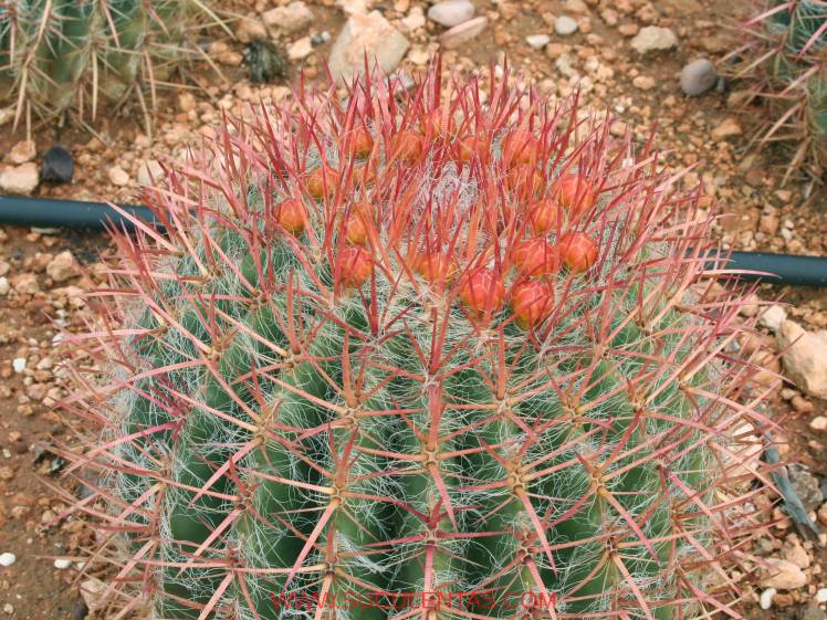 SuculentasCactaceae Cactoideae Cacteae Ferocactus stainesii Var pilosusWerdermann 1933