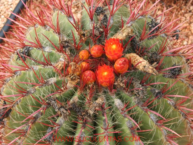 SuculentasCactaceae Cactoideae Cacteae Ferocactus stainesii Var pilosusWerdermann 1933