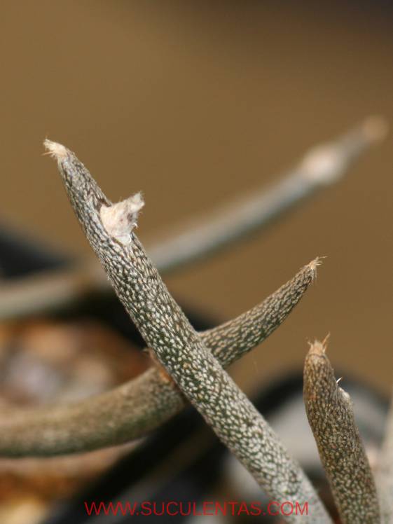 Detail of a tuber belonging to a grafted specimen.