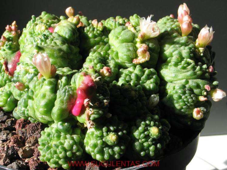 SuculentasCactaceae Cactoideae Cacteae Mammillaria bocasana 'fred'