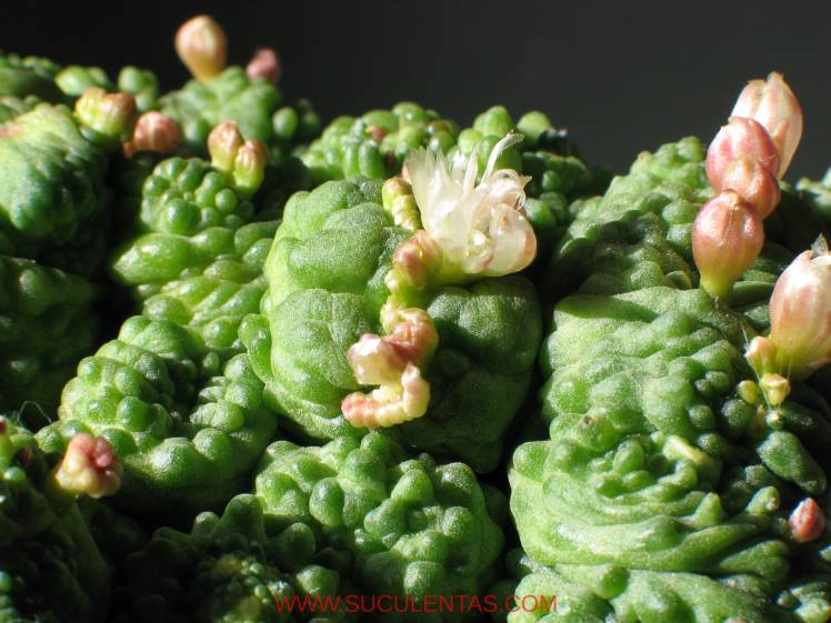 SuculentasCactaceae Cactoideae Cacteae Mammillaria bocasana 'fred'