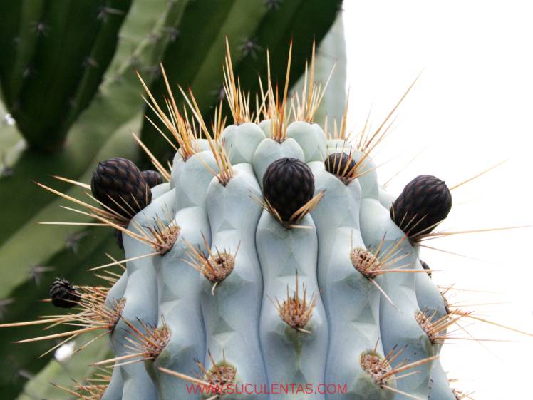 SuculentasCactaceae Cactoideae Browningieae BrowningiaBritton & Rose 1920