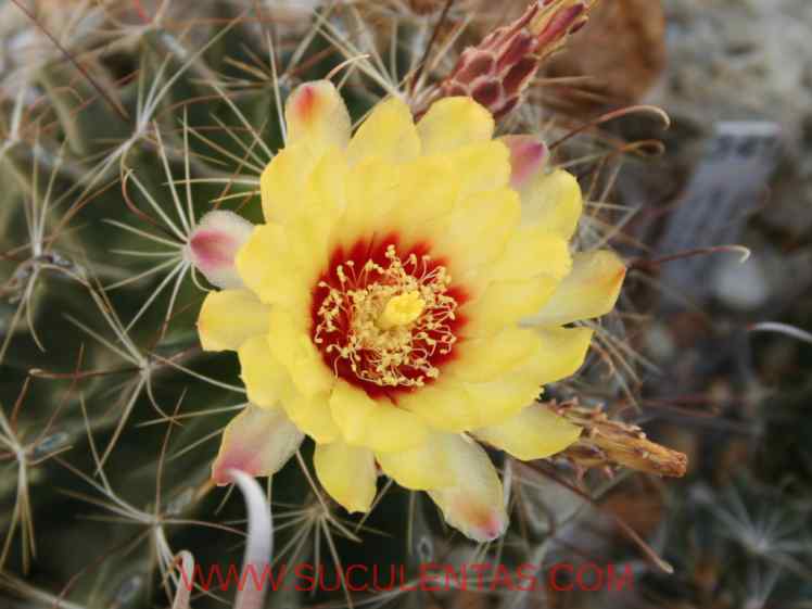 SuculentasCactaceae Cactoideae Cacteae Thelocactus setispinusE. F. Anderson 1987