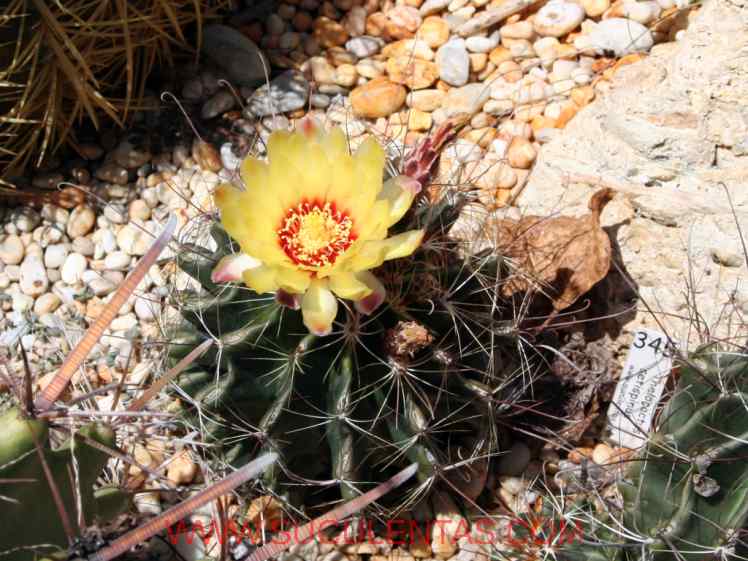 SuculentasCactaceae Cactoideae Cacteae Thelocactus setispinusE. F. Anderson 1987