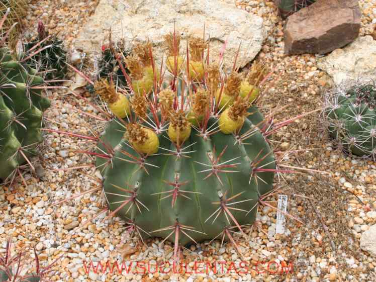 SuculentasCactaceae Cactoideae Cacteae Ferocactus emoryi Spp rectispinus