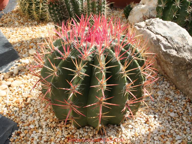 SuculentasCactaceae Cactoideae Cacteae Ferocactus stainesiiBritton et Rose 1922