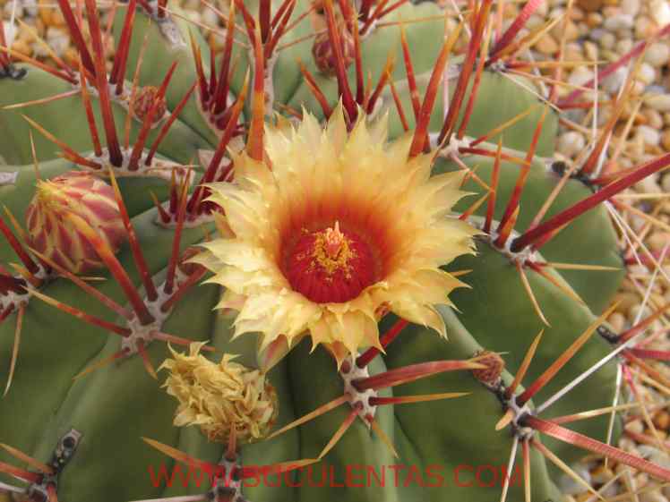 SuculentasCactaceae Cactoideae Cacteae Ferocactus emoryi Spp rectispinus