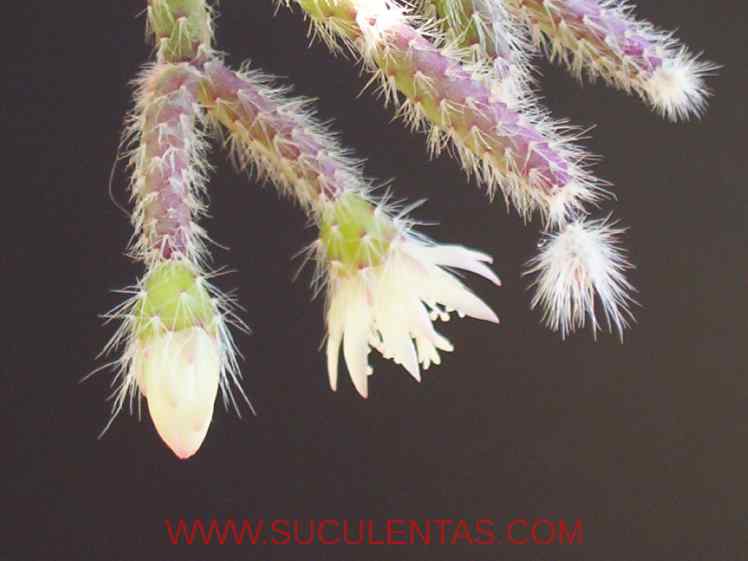 SuculentasCactaceae Cactoideae Rhipsalideae Rhipsalis pilocarpaLoefgren 1903
