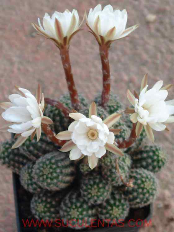 SuculentasCactaceae Cactoideae Trichocereeae Pygmaeocereus bylesianusAndreae & Backeberg 1957