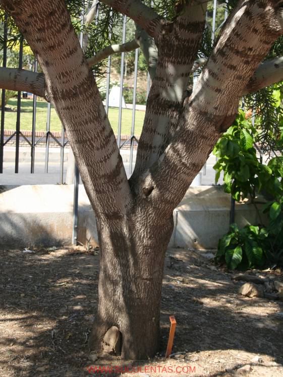 Trunk of an adult.