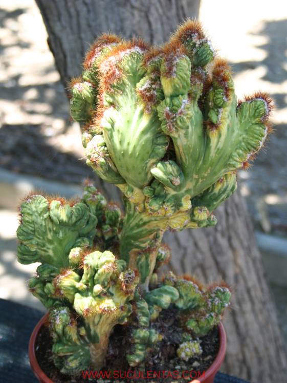 variegata monstrous form.