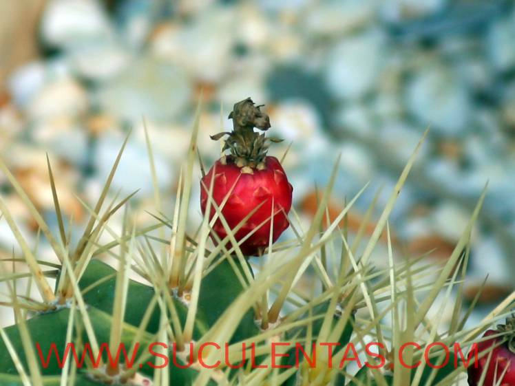 SuculentasCactaceae Cactoideae Cacteae Ferocactus alamosanus Spp reppenhagenii(G. Unger) N. P. Taylor 1998
