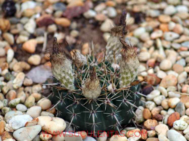 SuculentasCactaceae Cactoideae Notocacteae Parodia mammulosa Spp submammulosa(Lemaire) Hofacker 1998