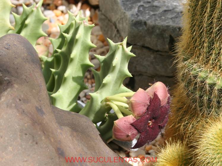 SuculentasApocynaceae Asclepiadoideae Orbeopsis melanantha(Schltr.) L.C.Leach1978