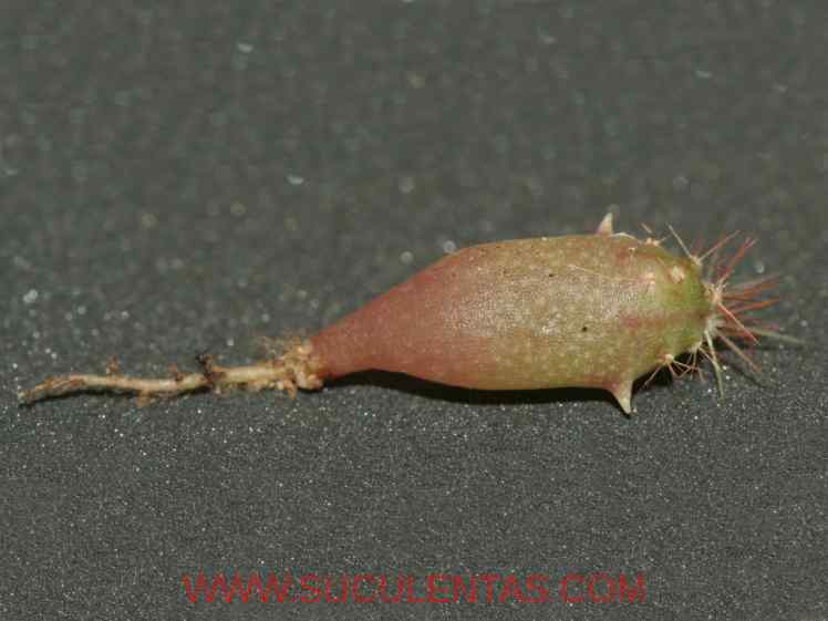SuculentasCactaceae Cactoideae Cacteae Ferocactus emoryi Spp rectispinus
