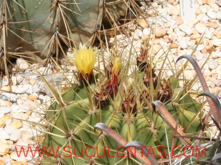 SuculentasCactaceae Cactoideae Cacteae Ferocactus alamosanus Spp reppenhagenii(G. Unger) N. P. Taylor 1998