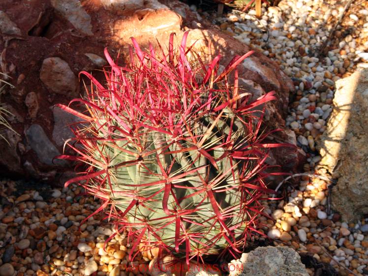 SuculentasCactaceae Cactoideae Cacteae Ferocactus gracilis Spp coloratus(H. E. Gates 1933) G. E. Lindsay 1955