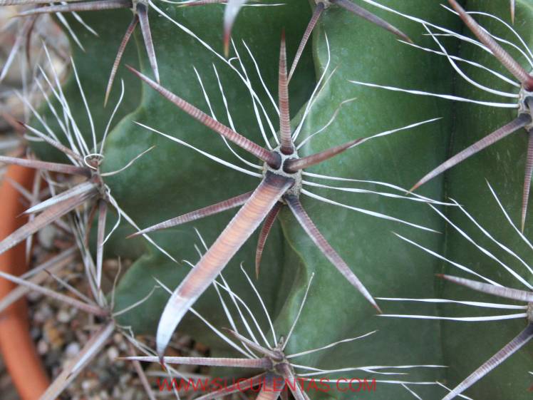 Impresionante defensa de este ferocactus, las espinas laterales producen pinchazos. La central, mucho más poderosa, es está orientada a producir cortes extremadamente profundos de forma similar a un arado.