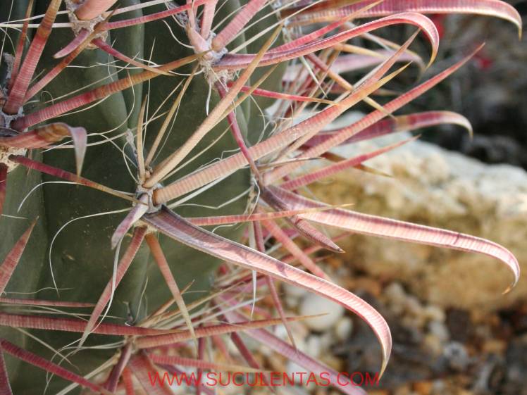 SuculentasCactaceae Cactoideae Cacteae Ferocactus gracilis Spp coloratus(H. E. Gates 1933) G. E. Lindsay 1955
