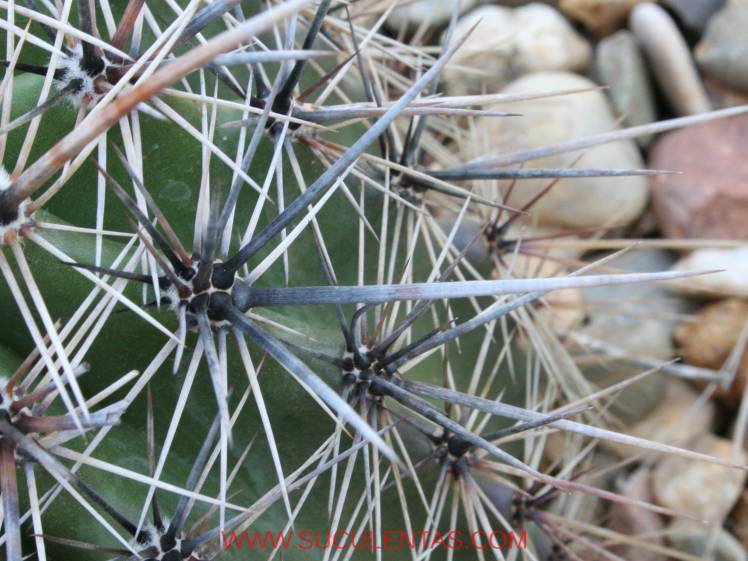 Areola perfectamente defendida, resulta imposible tocar la piel del cactus con un dedo. Notese el pequeño escudo que forma la base de la espina, es una característica fundamental para identificar la planta.