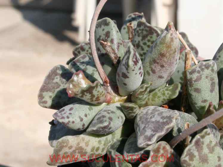 SuculentasCrassulaceae AdromischusLemaire 1852