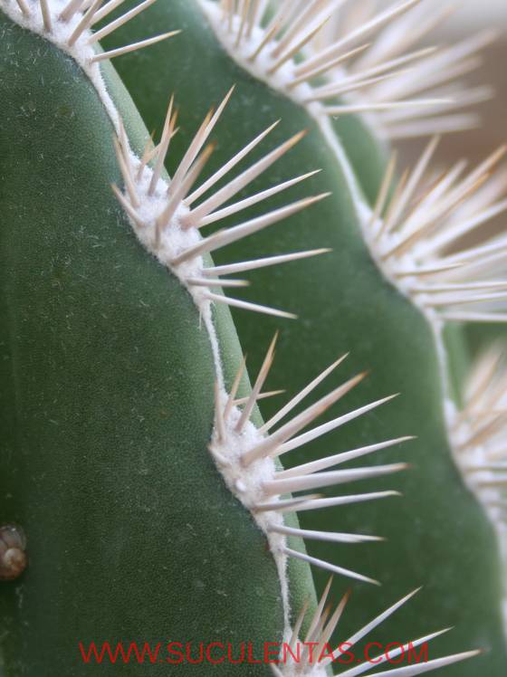 Es un rasgo distintivo del género que a medida que la planta se hace adulta aparezca una fina línea de lanosidad uniendo las areolas de una misma costilla.